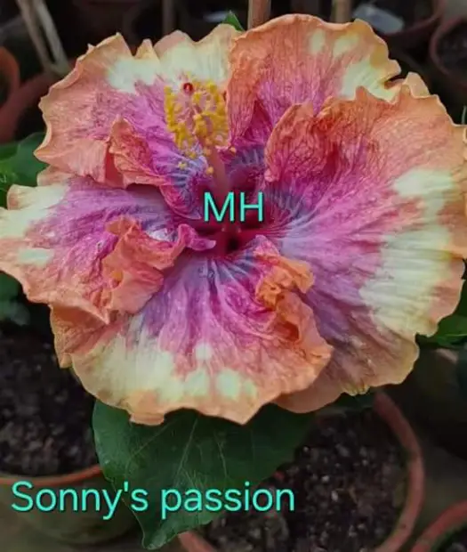 WhatsApp Image 2025-03-28 at 02.05.04_49535728 Suny's Passions