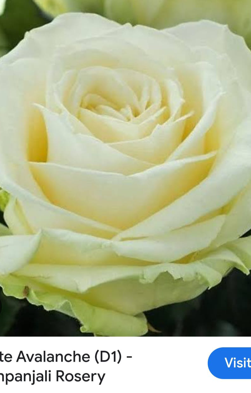 White Avalanche D1-Pushpanjali Rosery