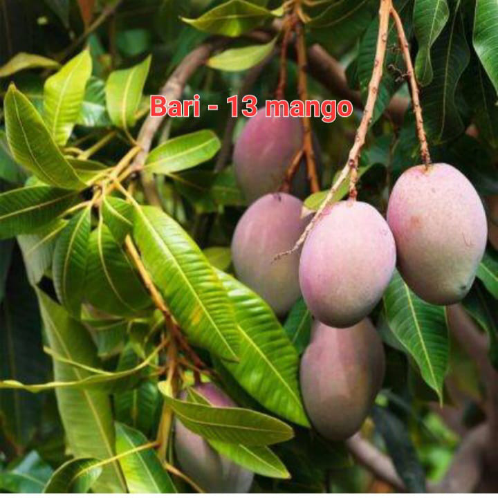 Bari-13 Mango(36-48 Main Branch)