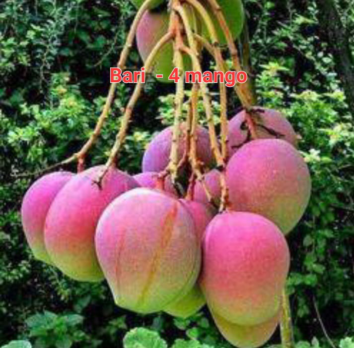 Bari-11 Mango(36-48 Main Branch)