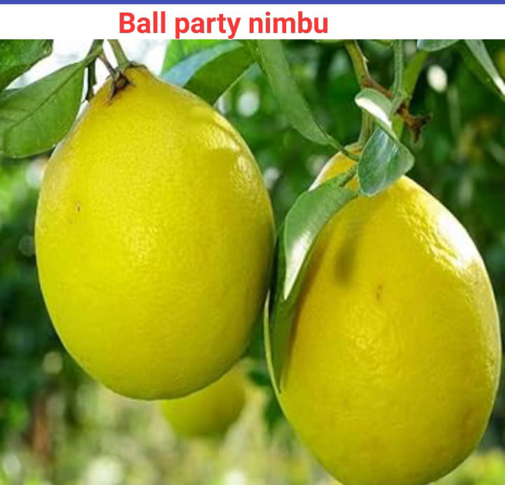 Ball Party Nimbu