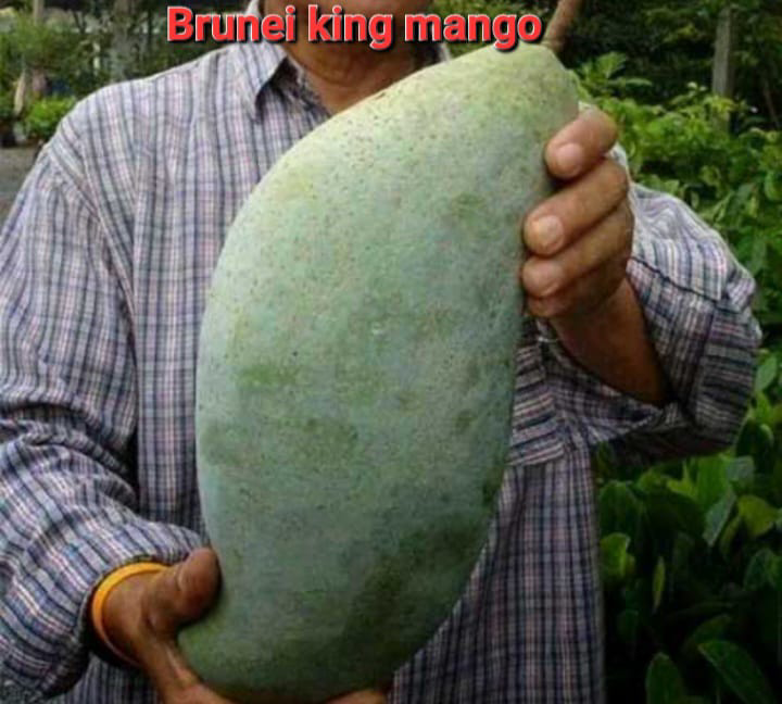 Brunei King Mango(36-48 Main Branch)