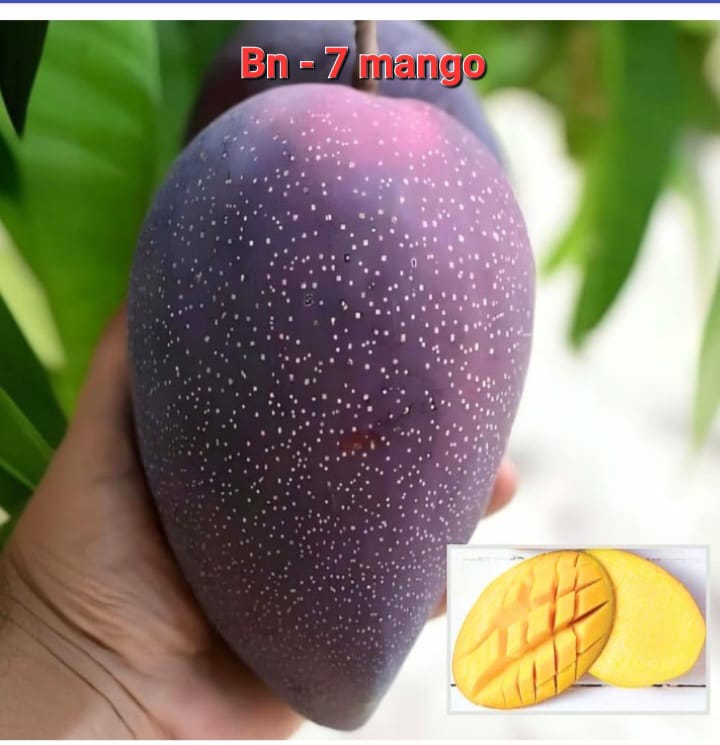 BN-7 Mango