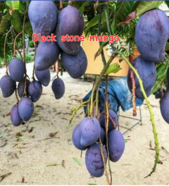 Black Stone Mango(36-48 Main branch)