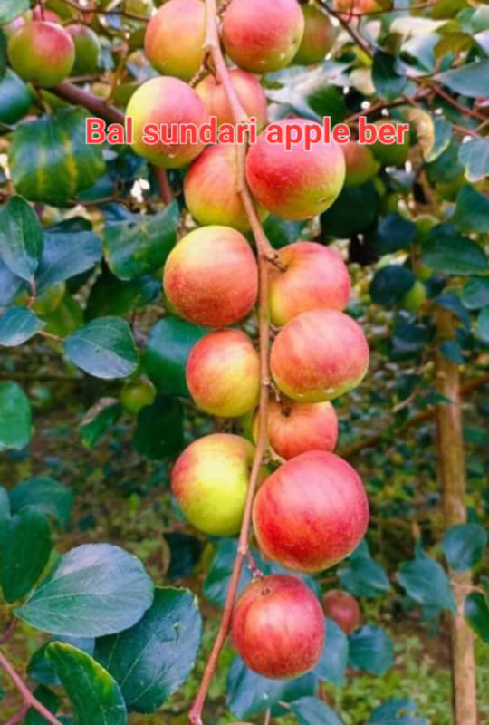 Bol Sundari Apple