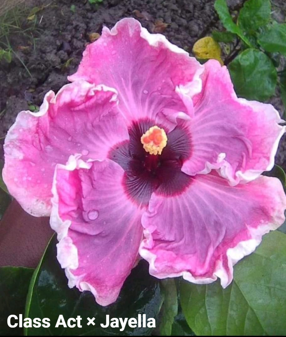 class at Class Act Jayella