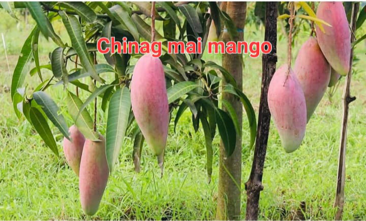 Chiangmai Mango(36-48 Main Branch)