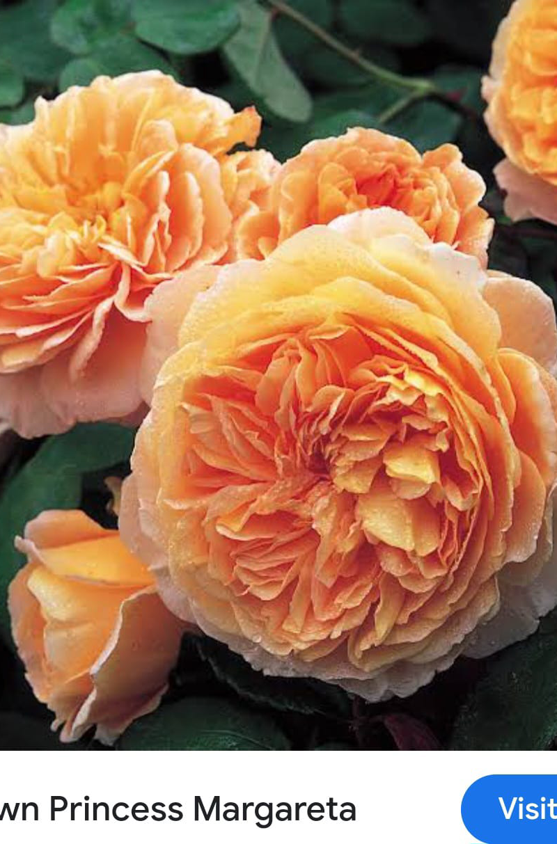 Crown Princess Margareta