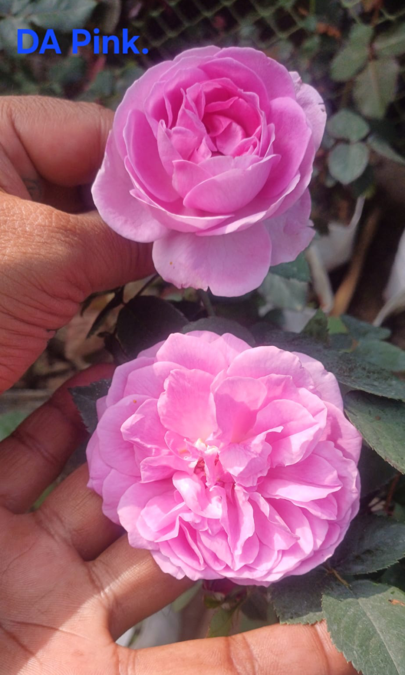 DA-Pink Rose