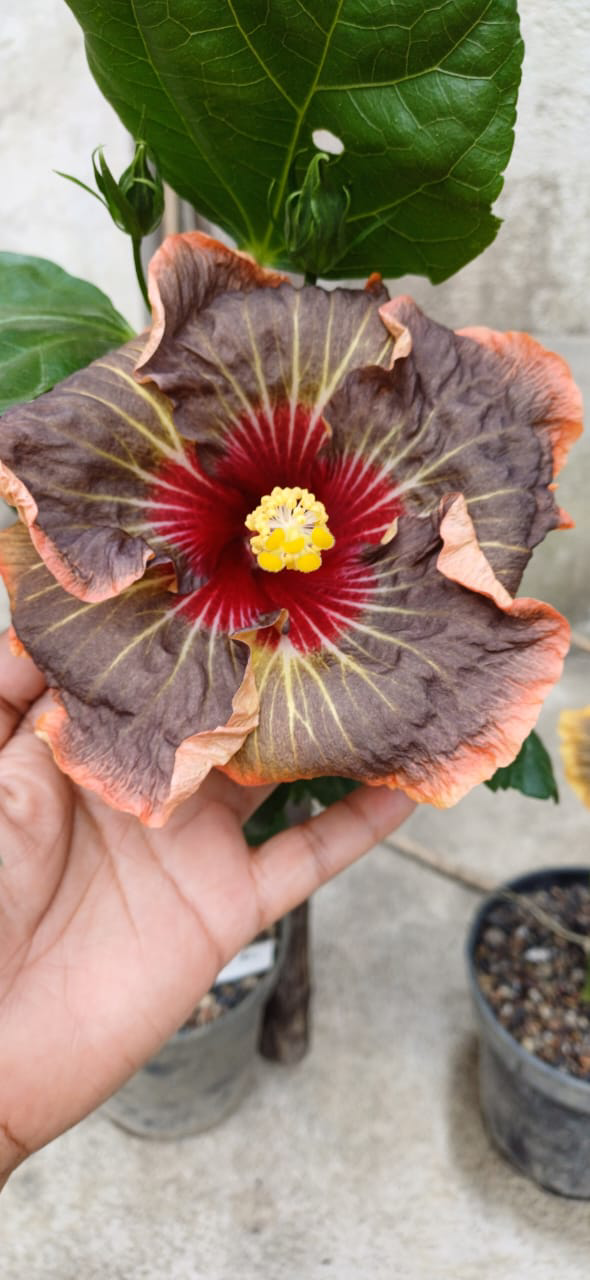 dark Peter's Black Swan