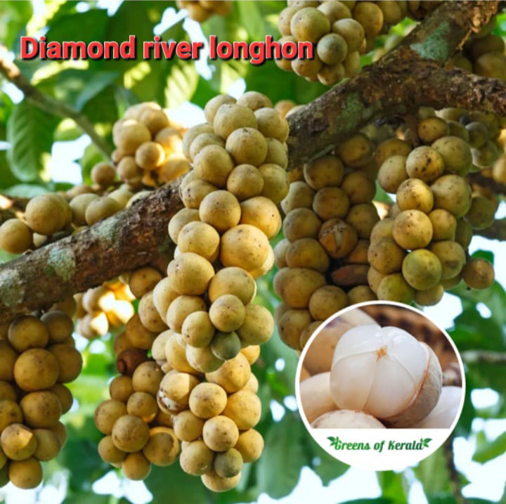 Diamond River Longhon