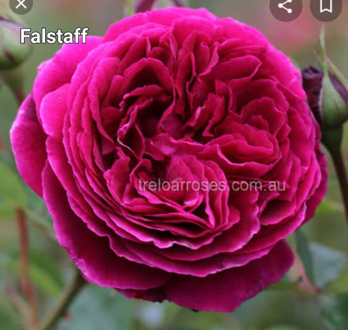 Falstaff Rose