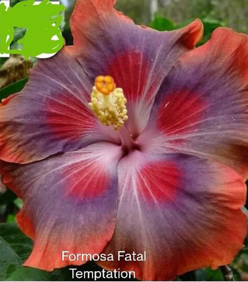 Formosa Fatal Temptation