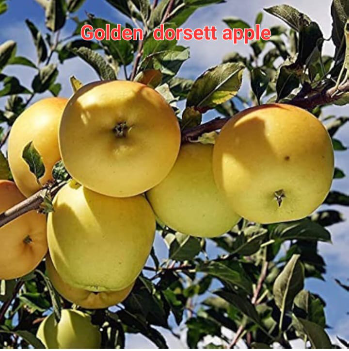 Golen Dot Set Apple