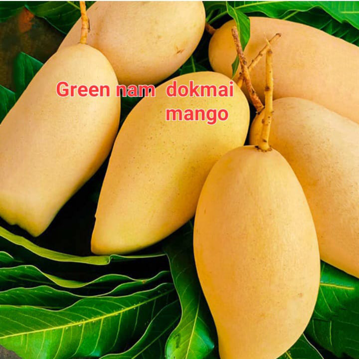 Green Nam Dokami Mango(36-48 Main Branch)