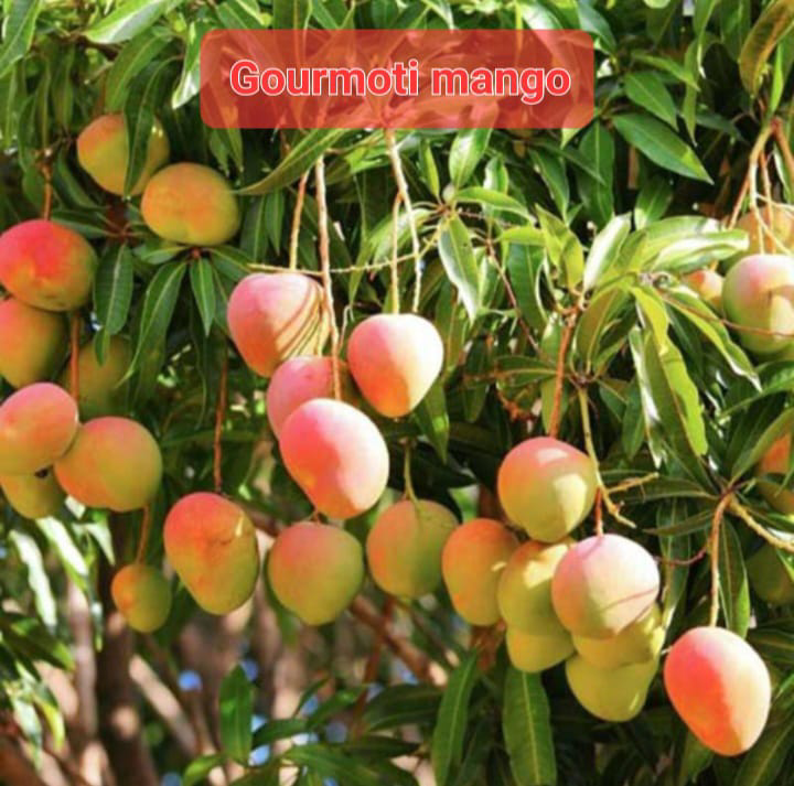 Gourmoti Mango(36-48 Main Branch)