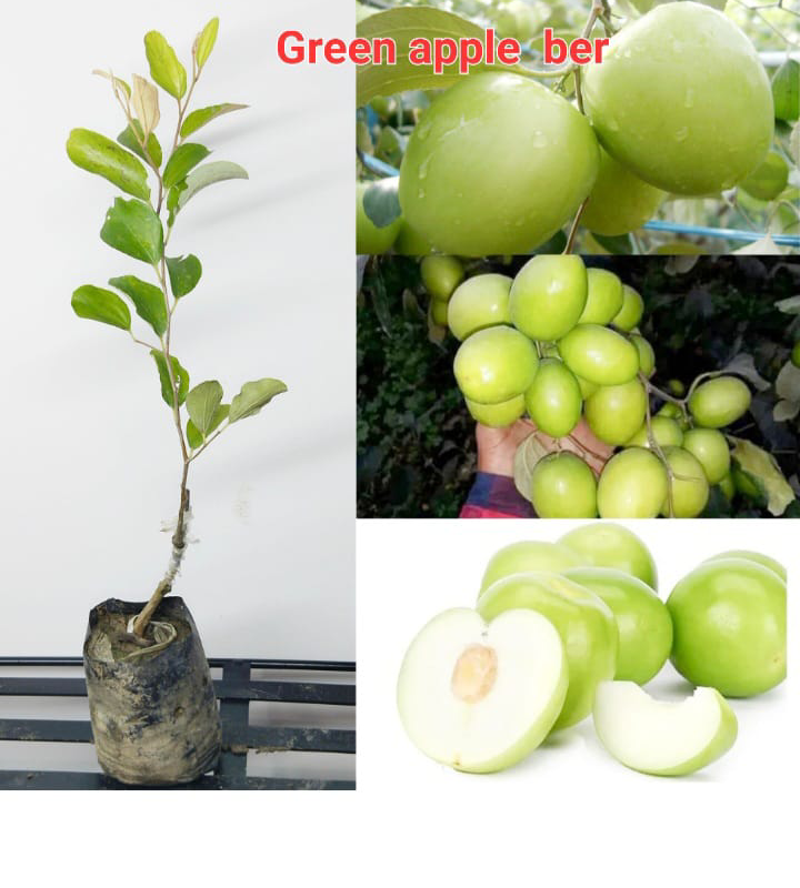 Green Apple Ber