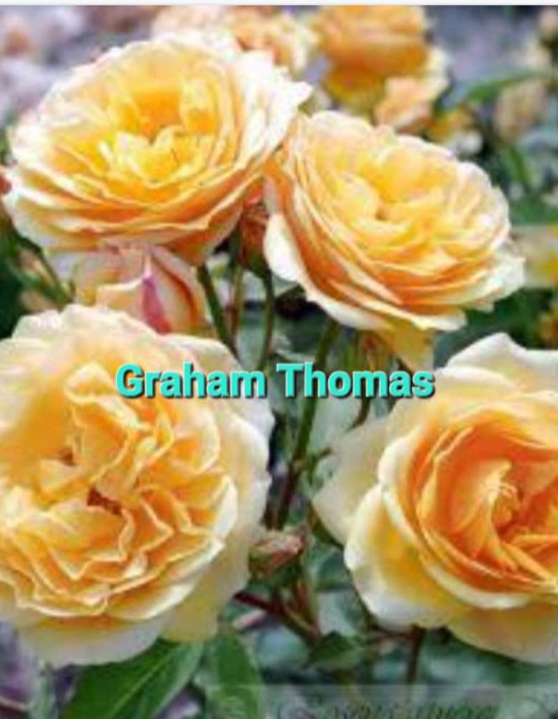 Graham Thomas