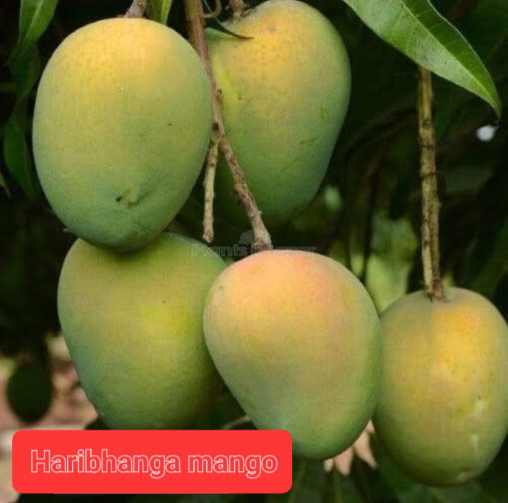 Haribhanga Mango(36-48 Main Branch)