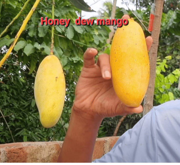 Honey Due Mango(36-48 Main Branch)