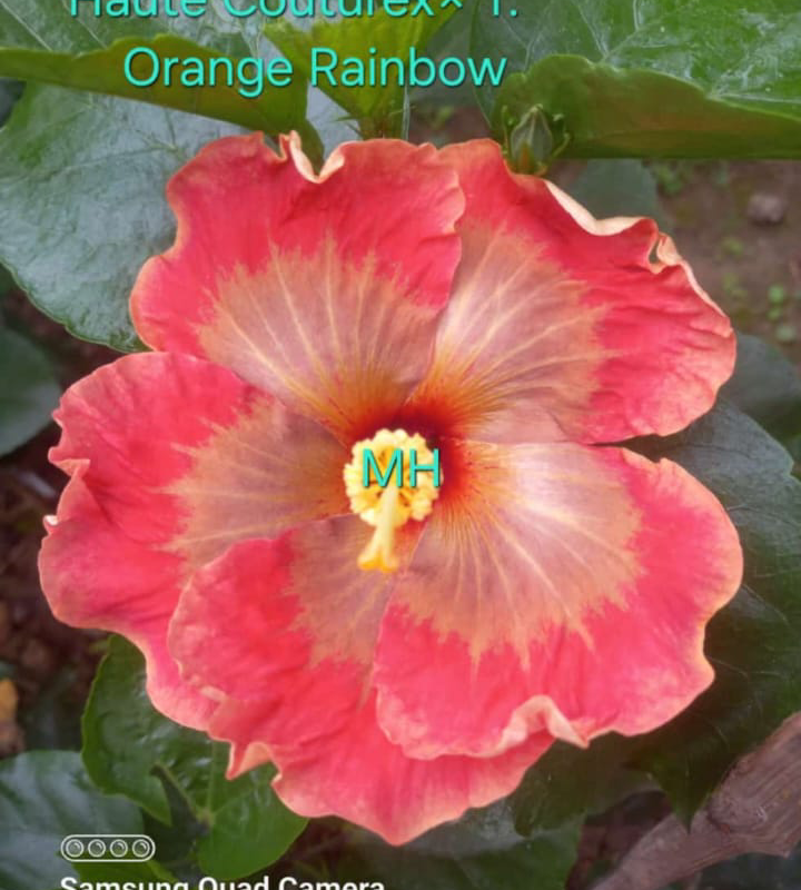 Haute Couturex T Orange Rainbow