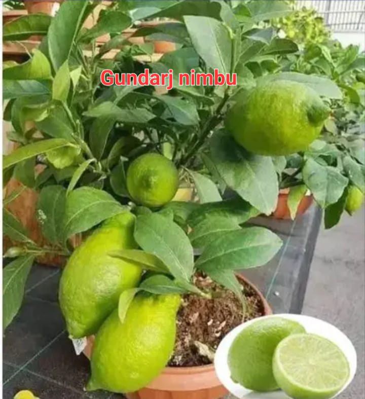 Gundaraj Nimbu
