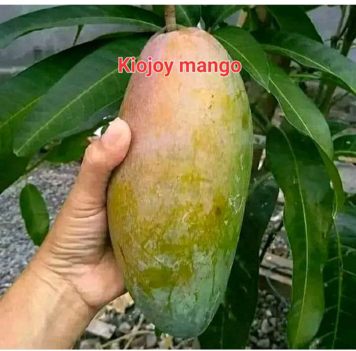 Kiojay Mango(36-48 Main Branch)