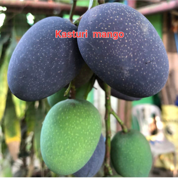 Kosturi Mango(36-48 Main Branch)