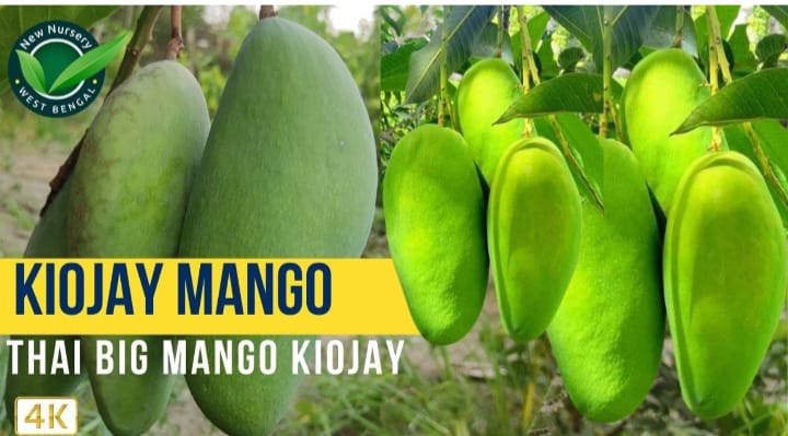 Kijojay Banana Mango