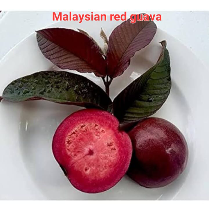 Malaysian Red Guava