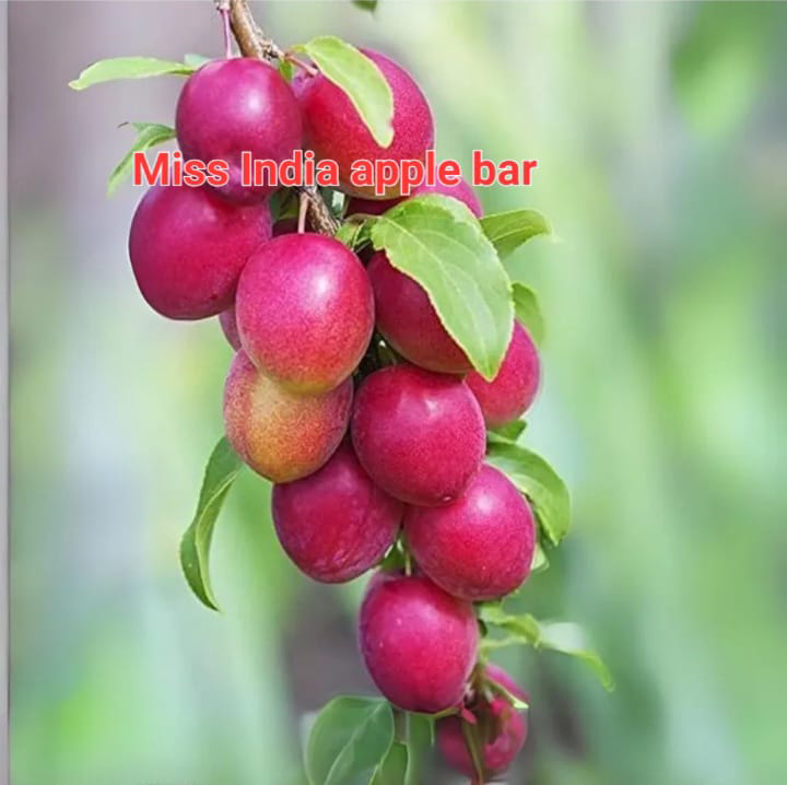 Miss India Apple