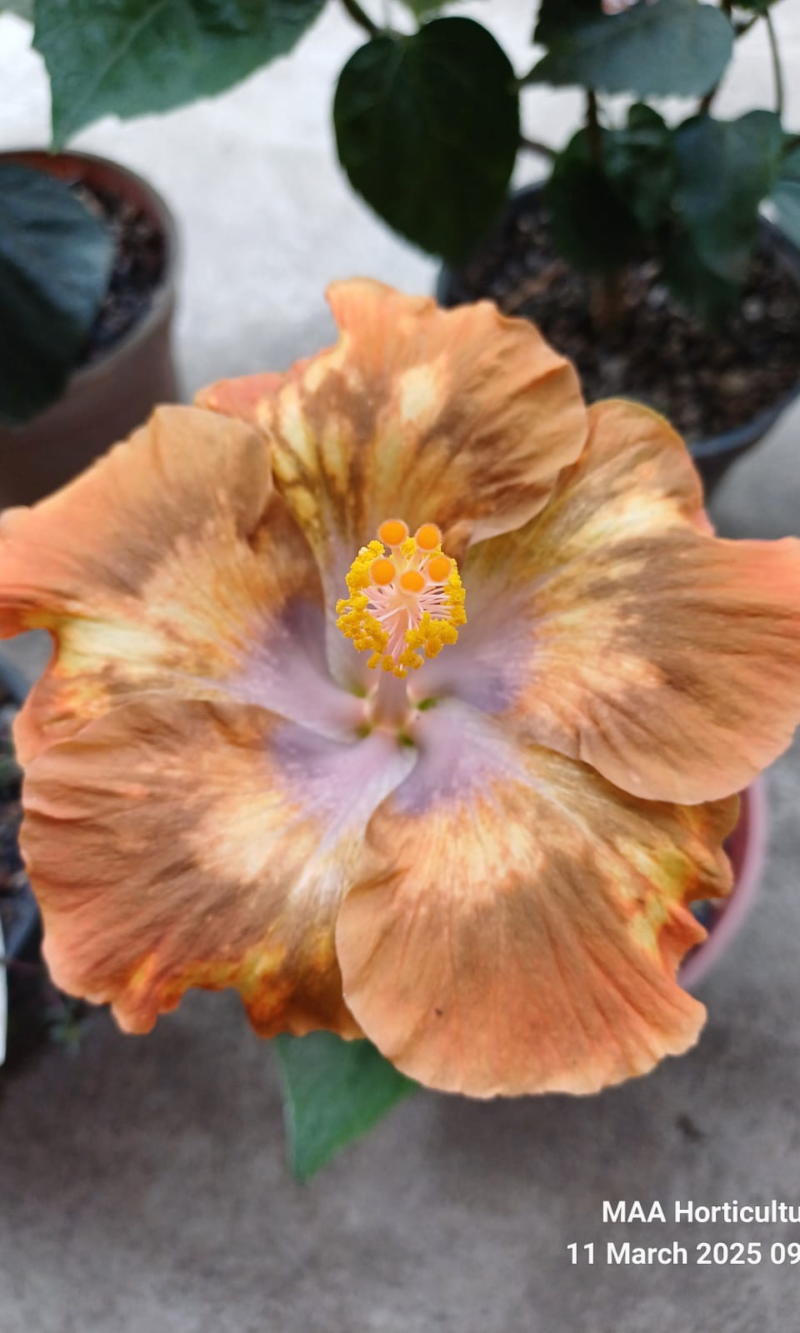 morea Moorea Melody Beethoven