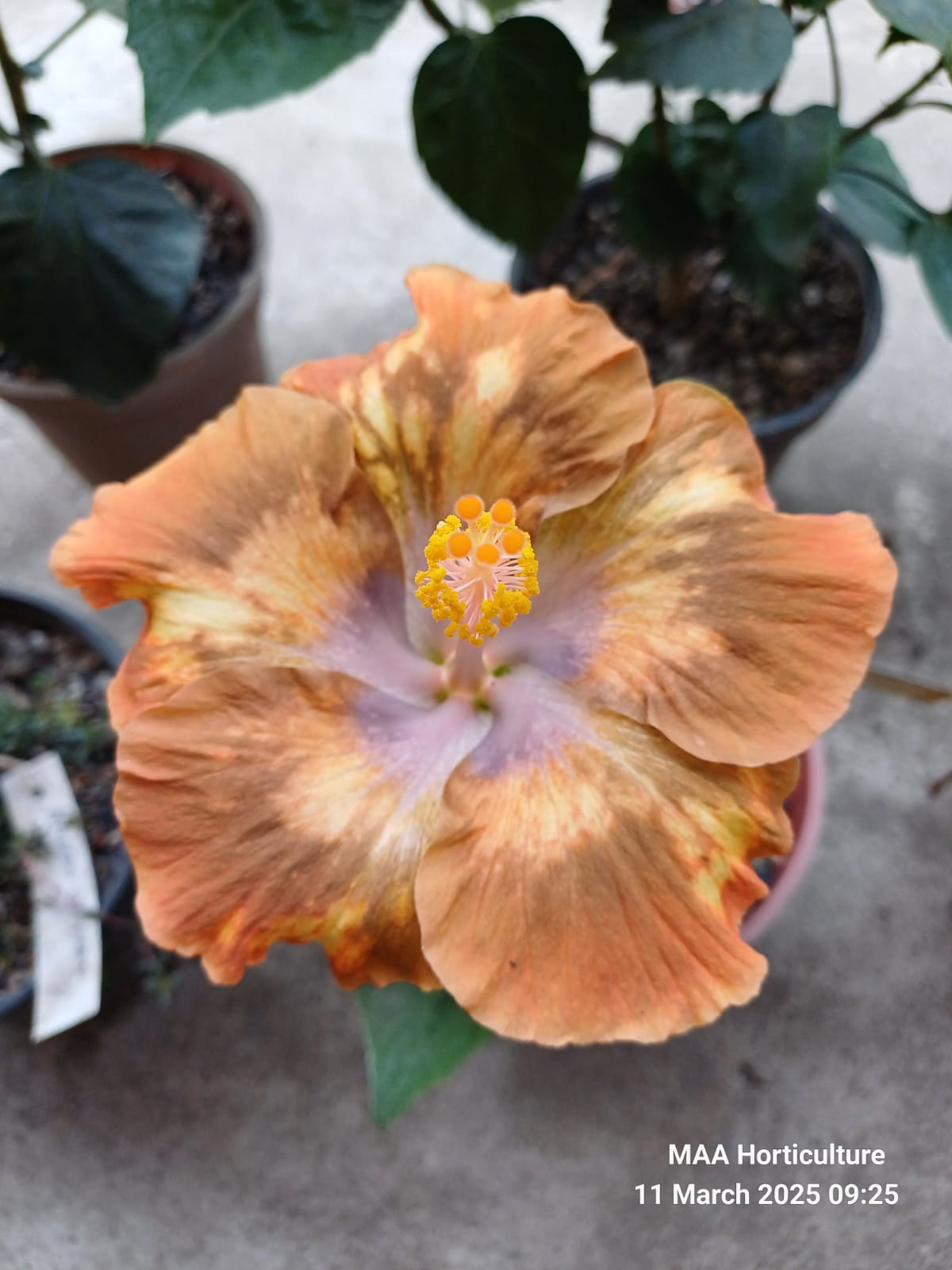 morea Moorea Melody Beethoven