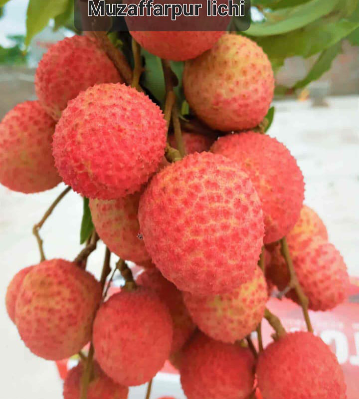 Muzaffarpur lichi