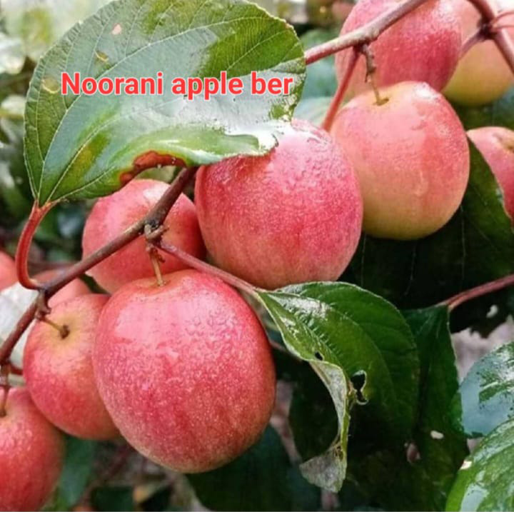 Noor Ani Apple Best