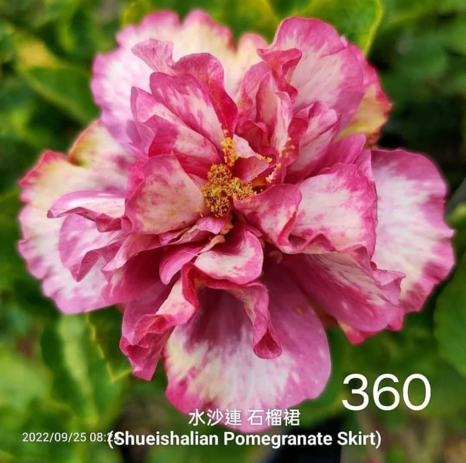 pink Shueishalian Pomegranate Skirt