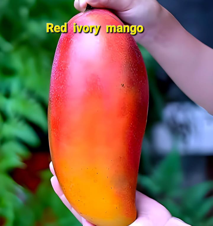 Redi Very Mango(36-48 Main Branch)