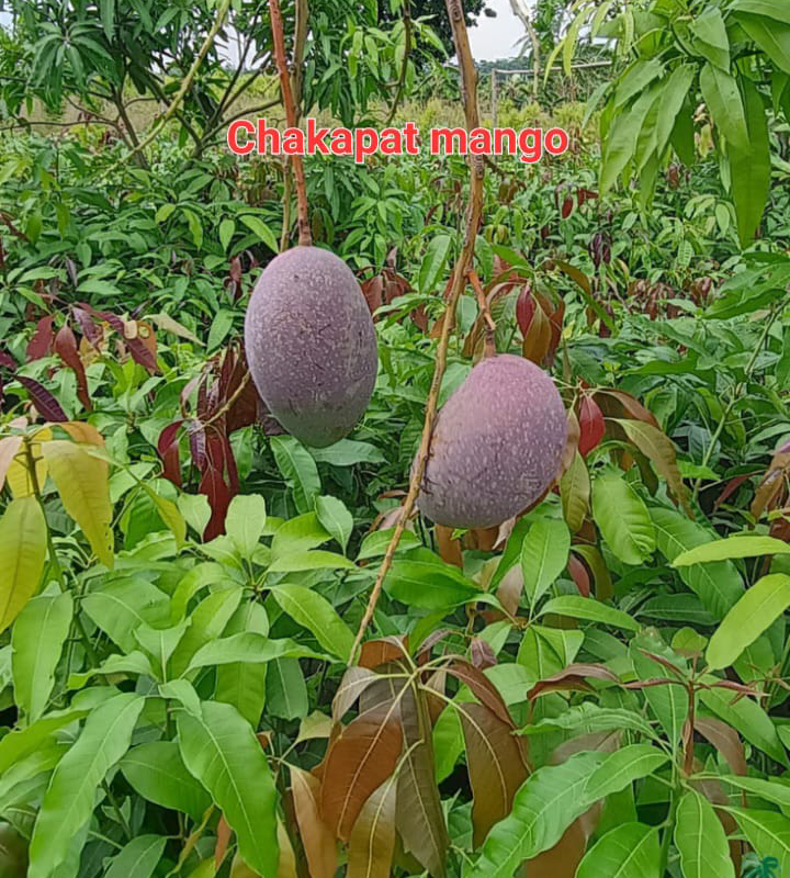 Chakapat Mango(36-48 Main Branch)