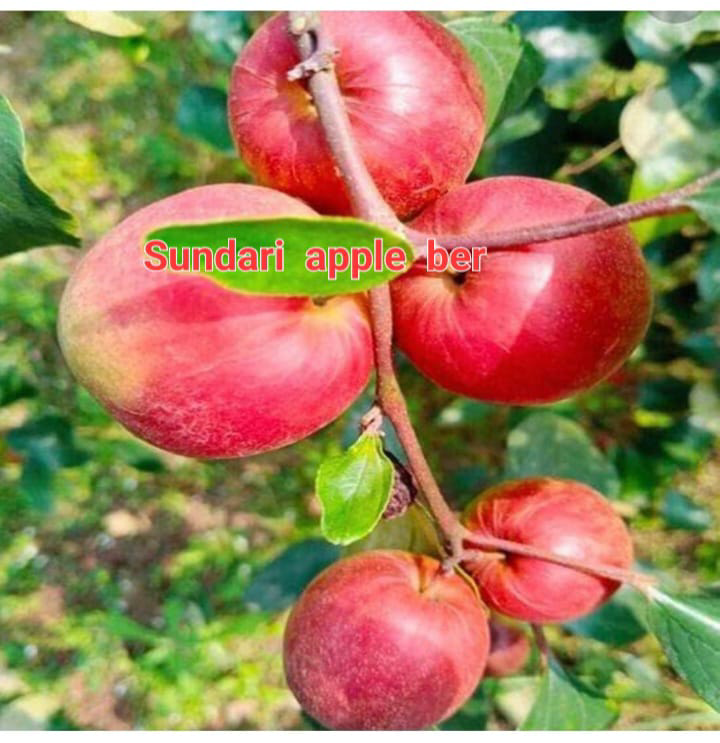 Sundari Apple Ber