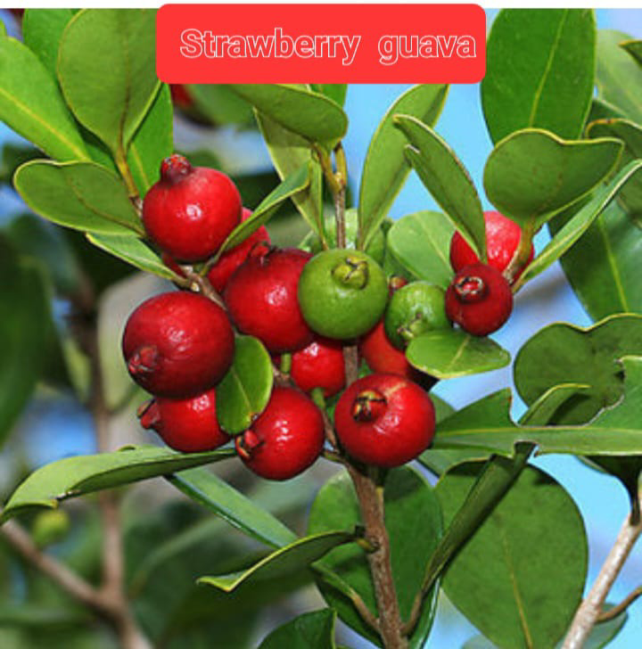 Strawberry Guava
