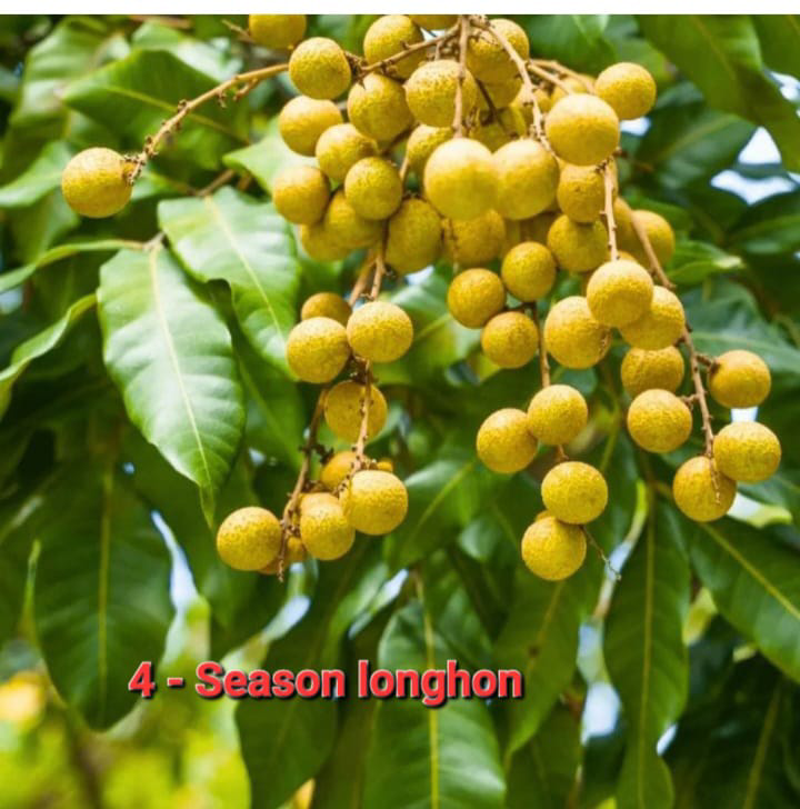 Season Longhon