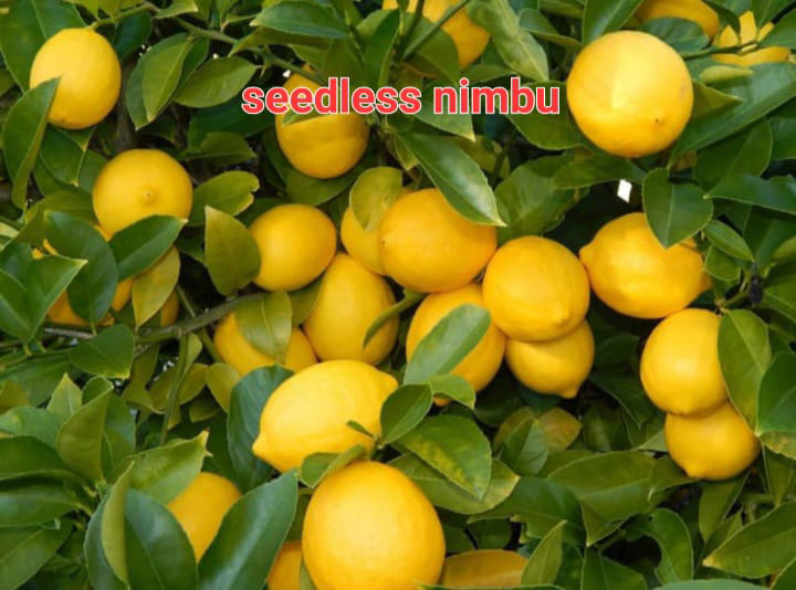 Seedless Nimbu