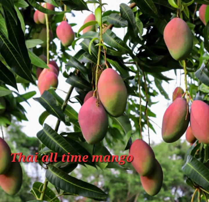 Thai All Time