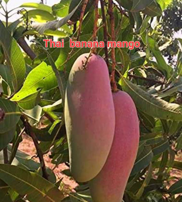 Thai Banana Mango(18-24 Single Branch)