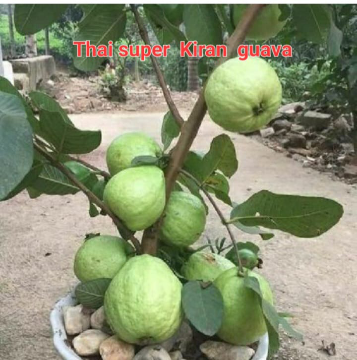 Thai Super Kiran Guava