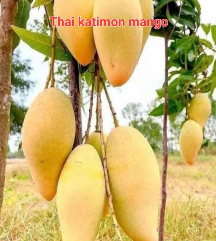 Thai Katimon Mango(36-48 Main Branch)