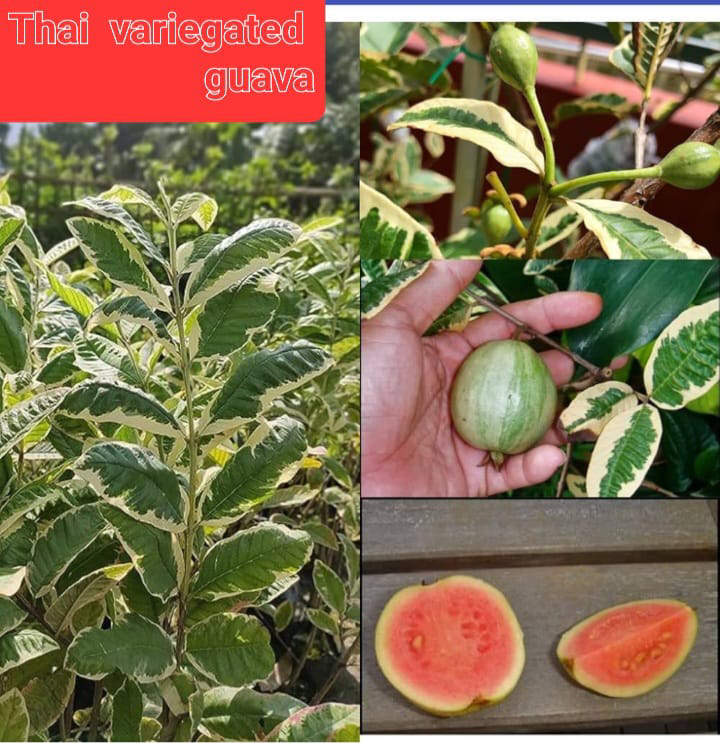 Thai Verigated