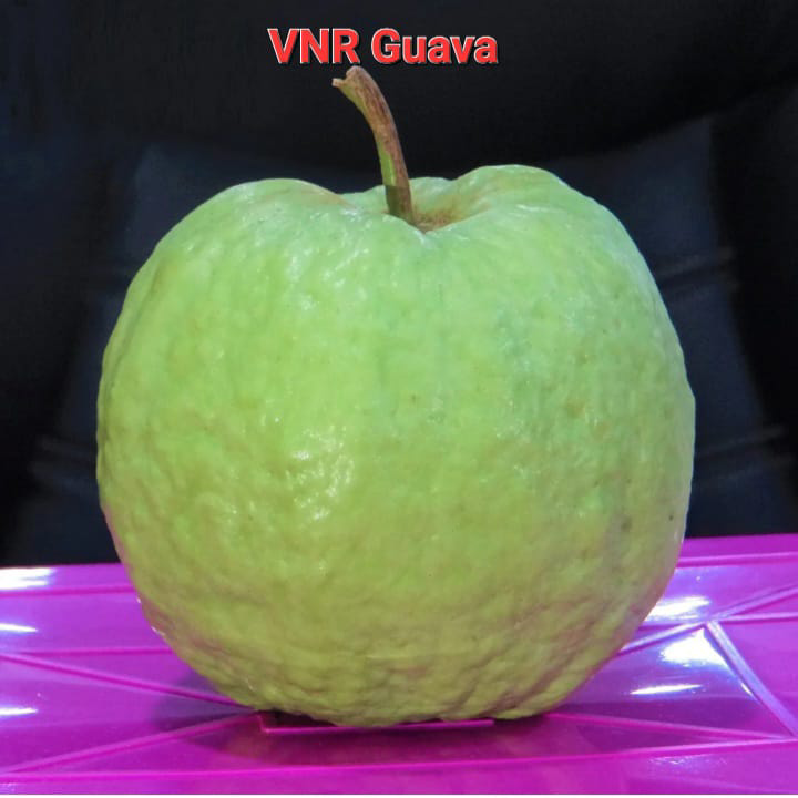 VNR Guava