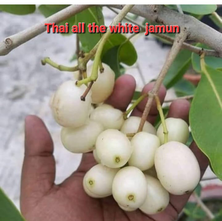 Thai All Time White Jamun