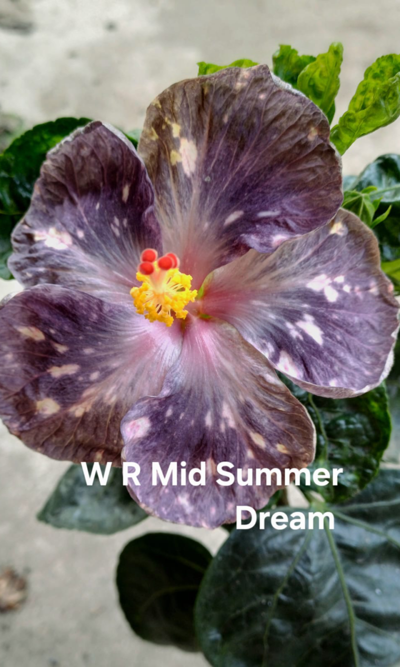 W R Mid Summer Dream